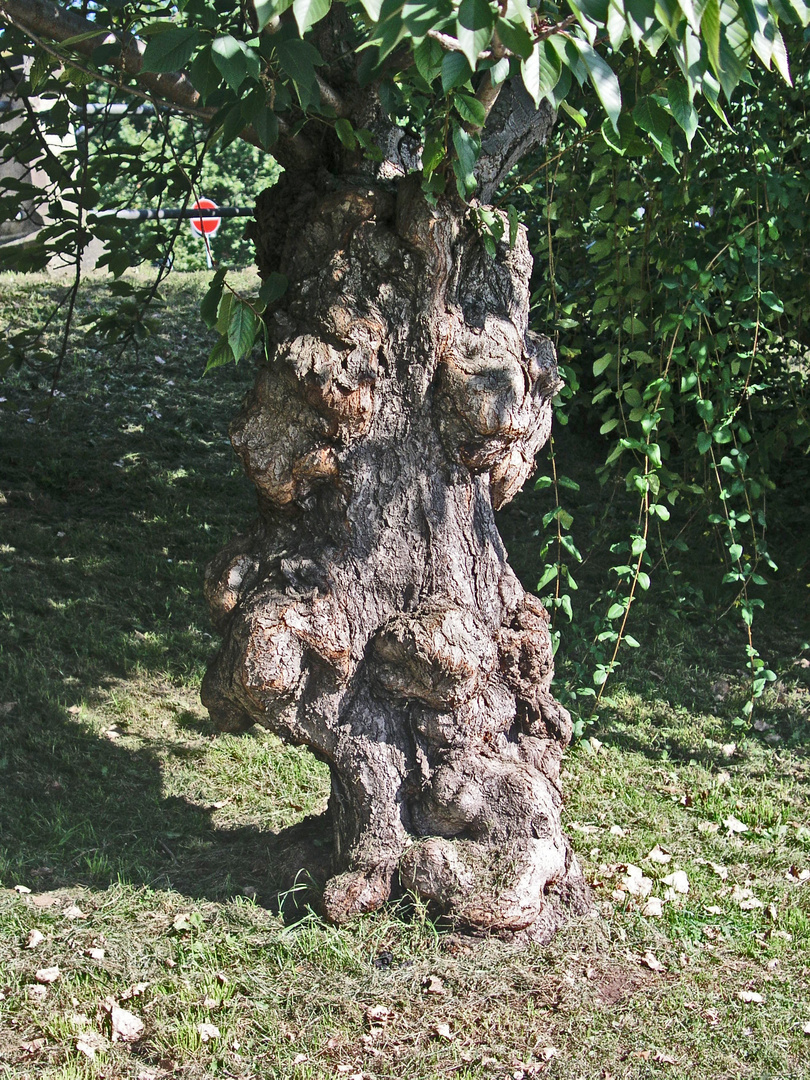 Baum am Elbufer in Dresden-Neustadt