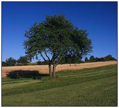 Baum am Feld