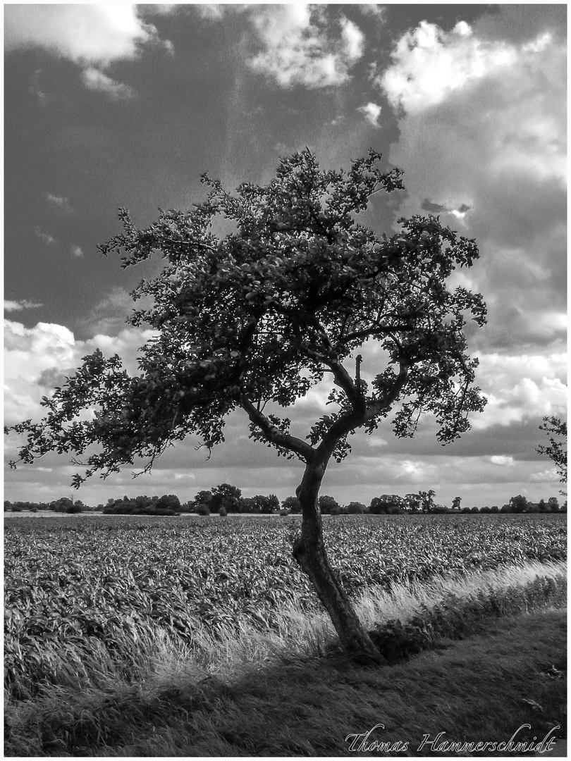 Baum am Feld