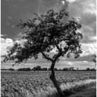 Baum am Feld