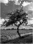 Baum am Feld by Thomas Hammerschmidt 