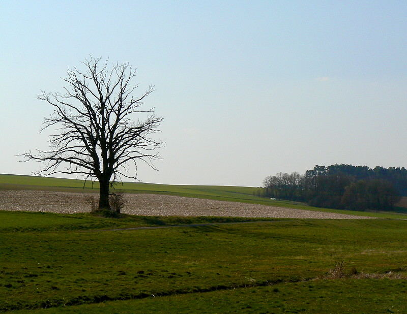 baum am feld