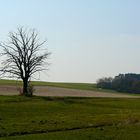 baum am feld