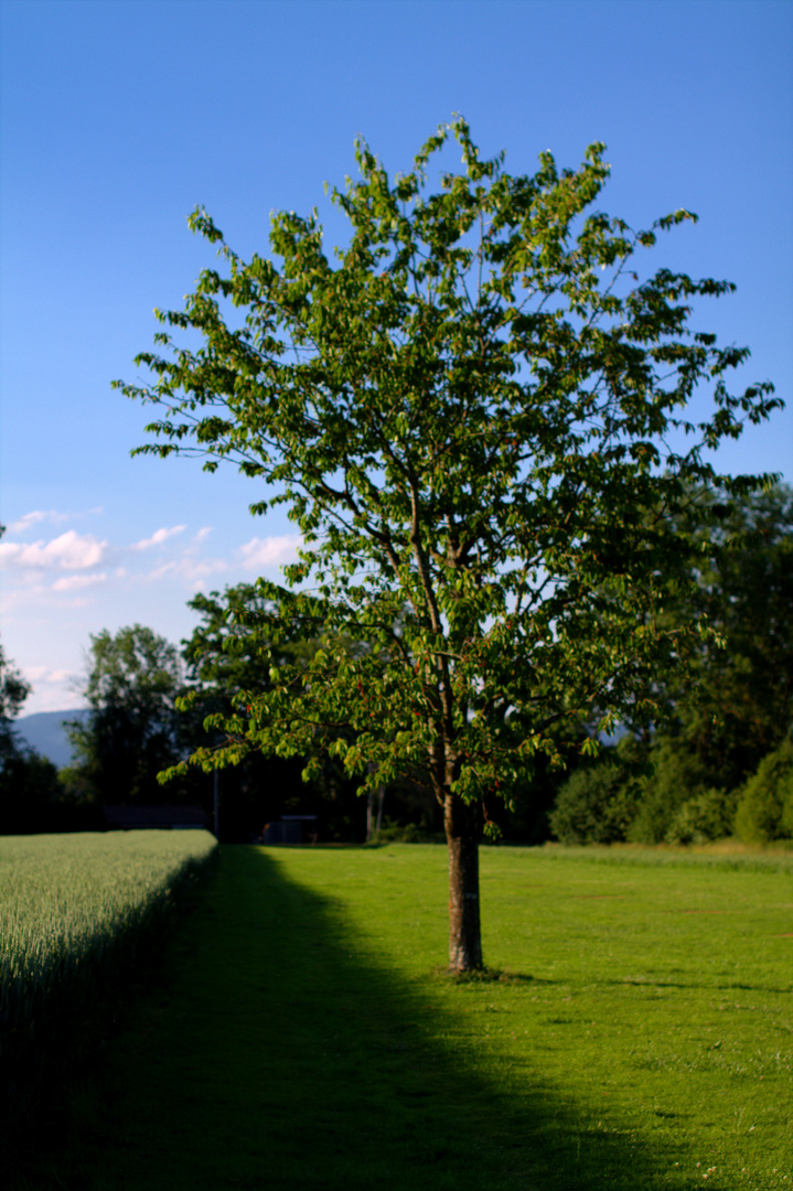 Baum am Feldesrand