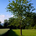 Baum am Feldesrand