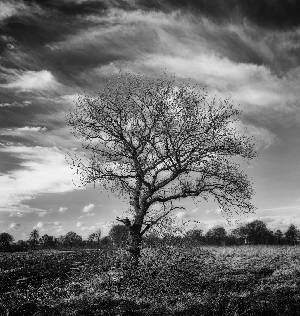 Baum am Feldrand_