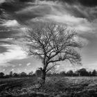 Baum am Feldrand_