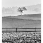 Baum am Feldrand