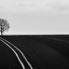 Baum am Feldrand