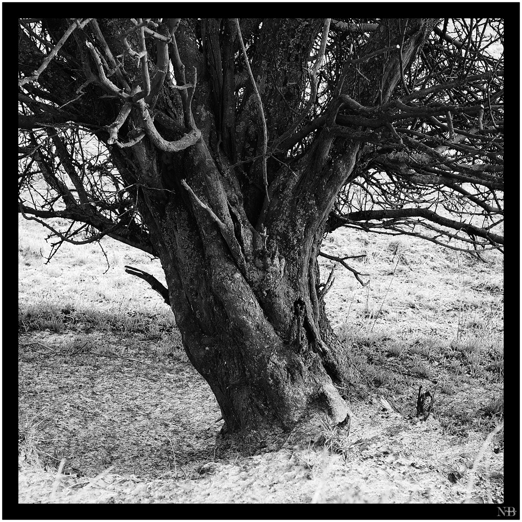 Baum am Feldrand