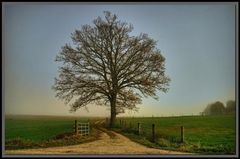 Baum am Feldweg