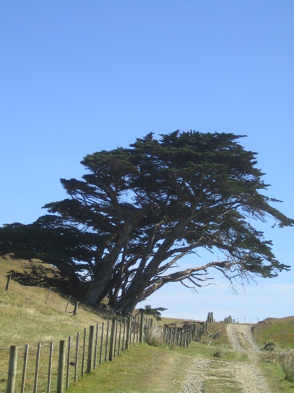 Baum am Feldweg