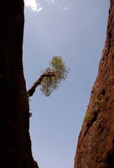 Baum am Fels