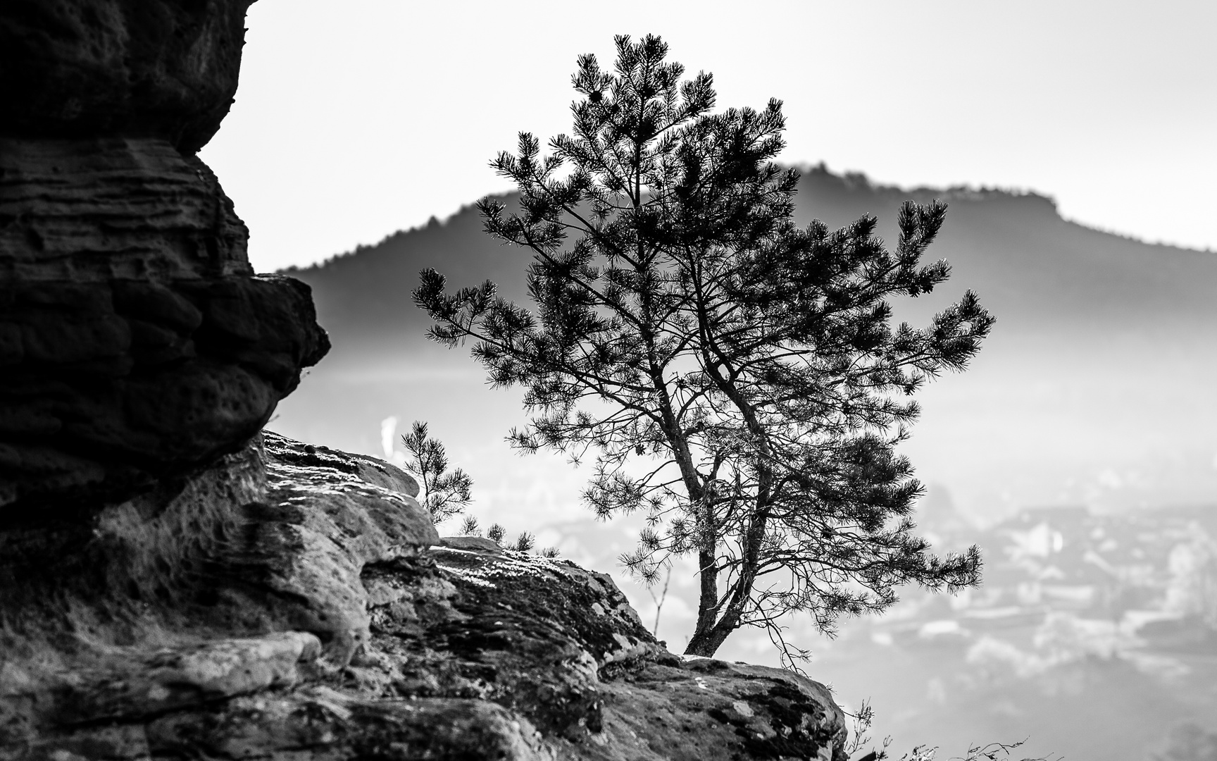 Baum am Felsen