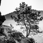 Baum am Felsen