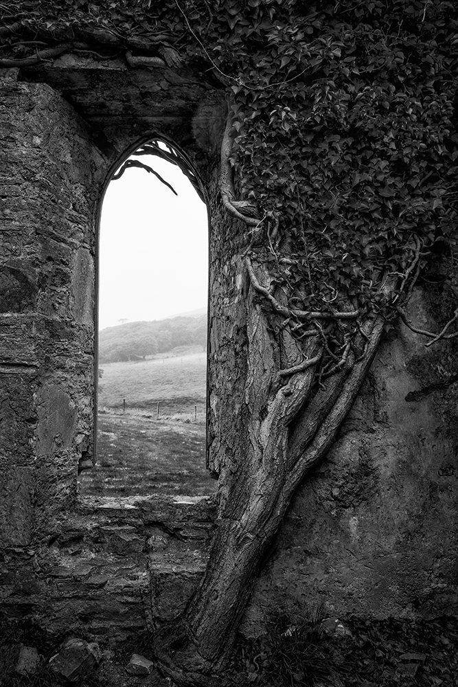 Baum am Fenster