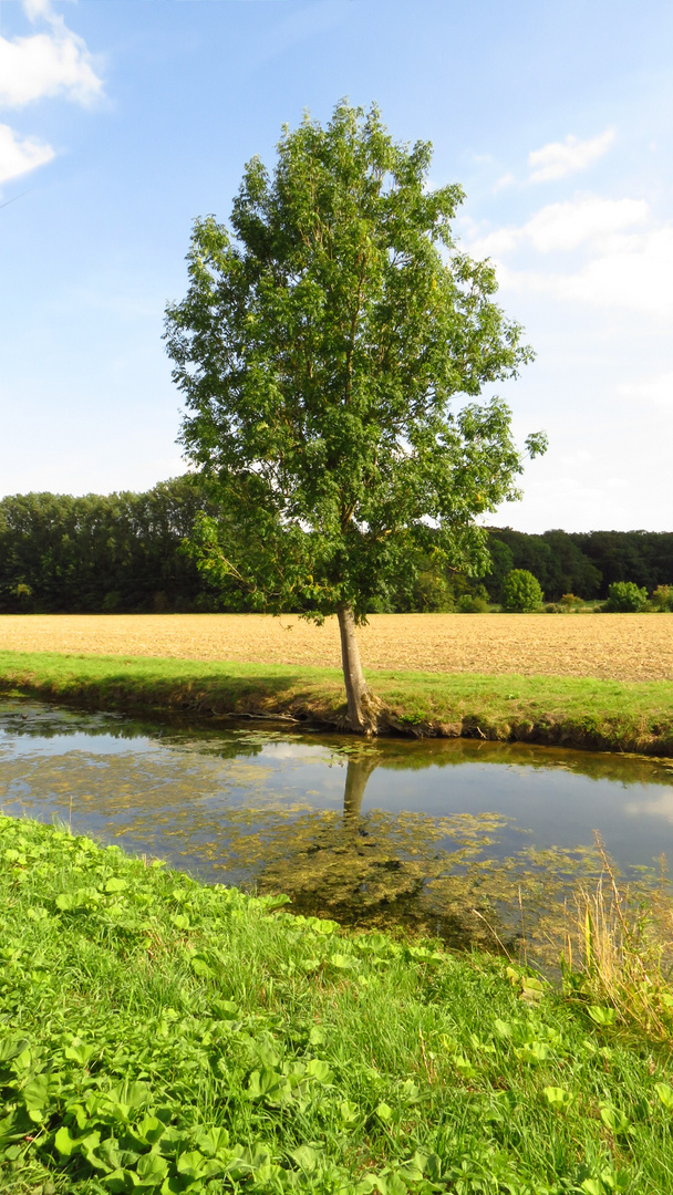 Baum am Fluss