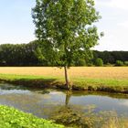 Baum am Fluss