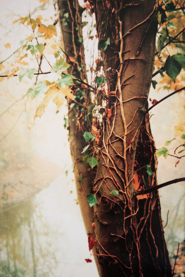 Baum am Fluss