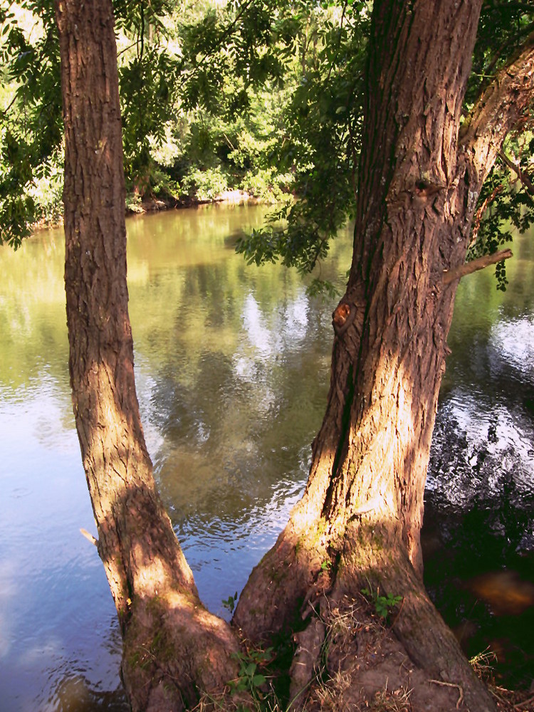 Baum am Fluß