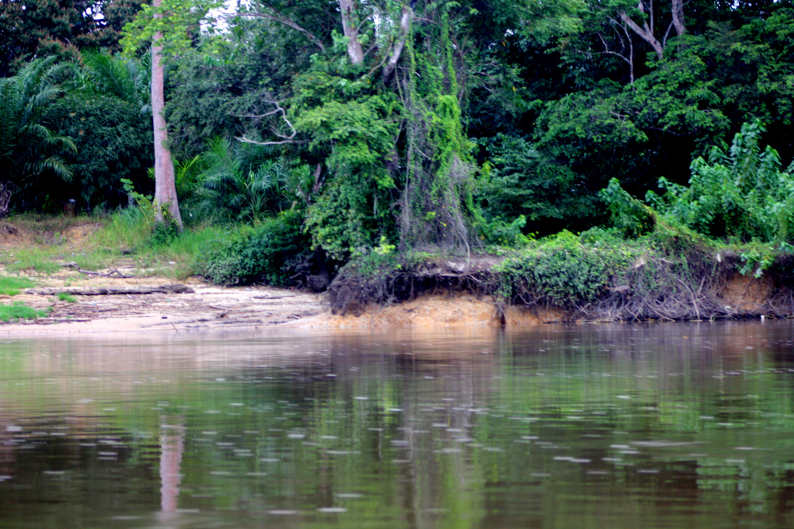 Baum am Fluss