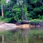 Baum am Fluss