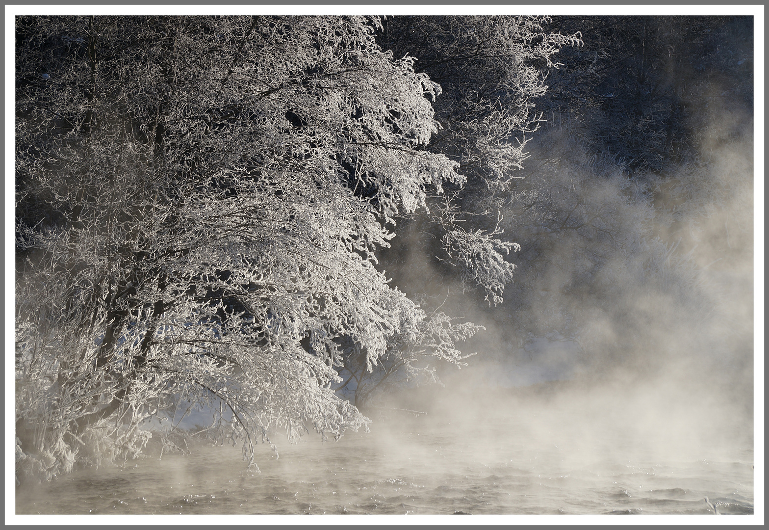 Baum am Fluss