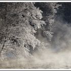 Baum am Fluss