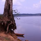 Baum am Fluss