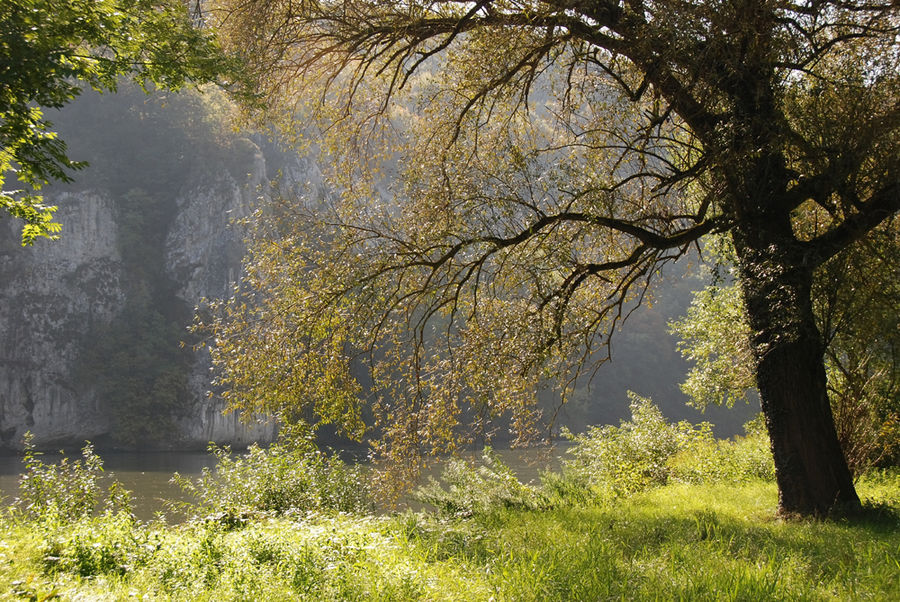 Baum am Fluss im Morgenlicht