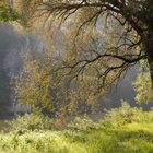 Baum am Fluss im Morgenlicht