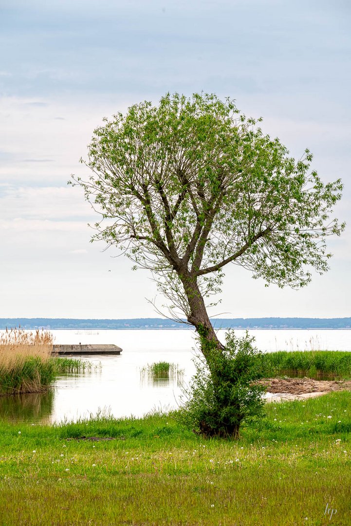 Baum am frischen Haff