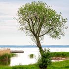 Baum am frischen Haff