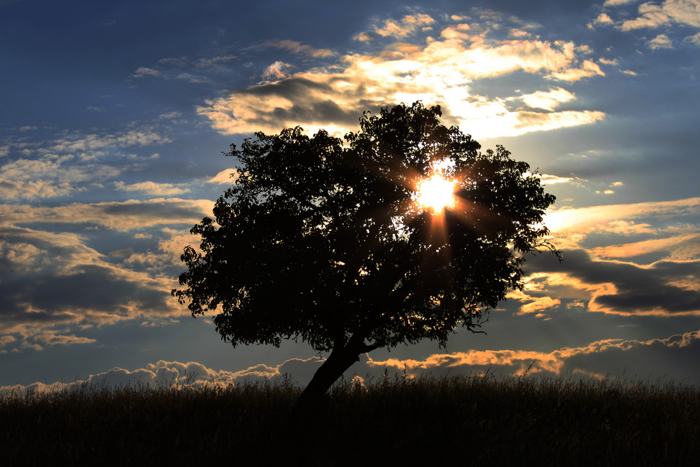 Baum am frühen Abend