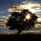 Baum am frühen Abend