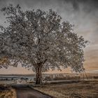 Baum am frühen Morgen