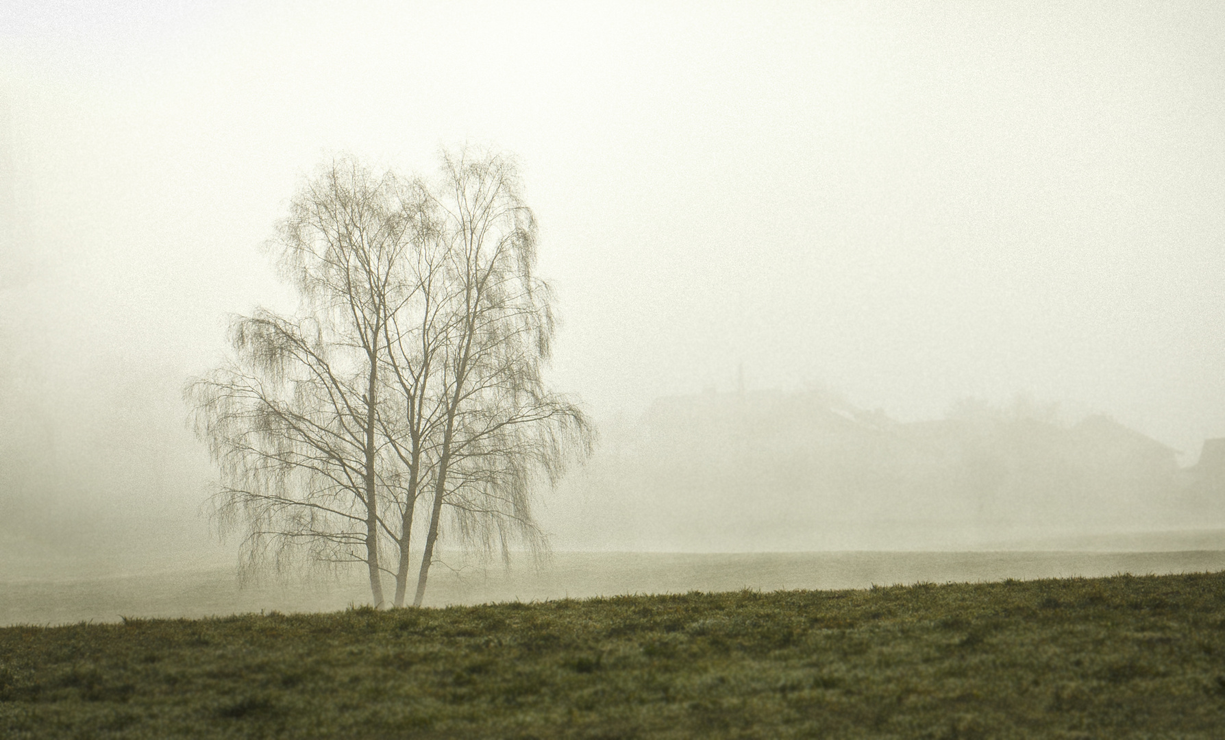 Baum am frühen Morgen im Nebel