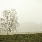 Baum am frühen Morgen im Nebel