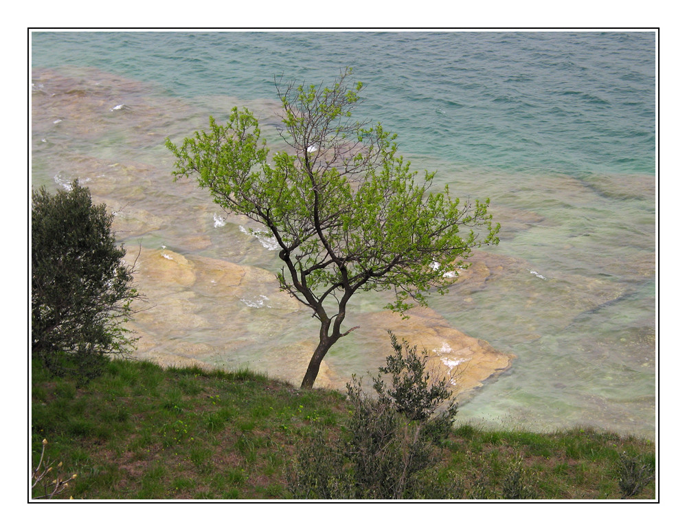 Baum am Gardasee