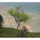 Baum am Gardasee