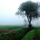 Baum am Graben im Nebel um 7.00 Uhr