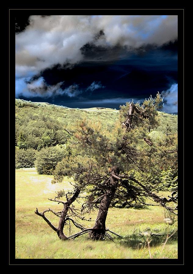 Baum am Grand Ballon/Vogesen [reload]