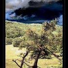 Baum am Grand Ballon/Vogesen [reload]