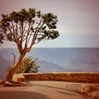 Baum am Grand Canyon