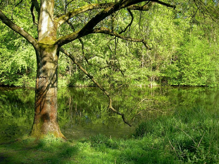 Baum am grünen Fluß