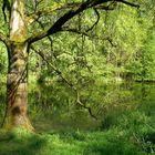 Baum am grünen Fluß