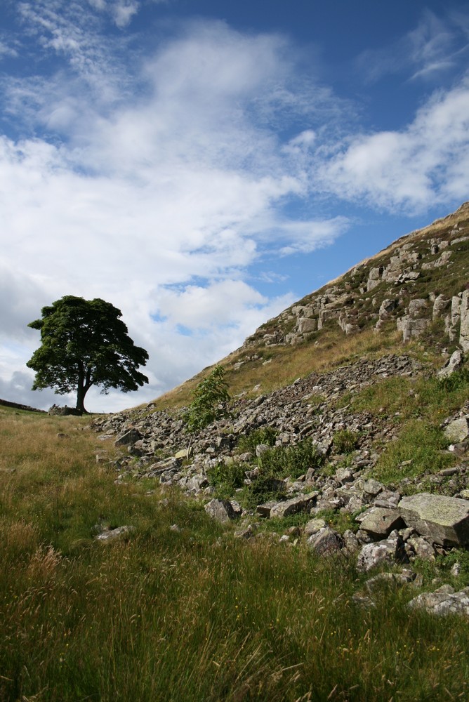 Baum am Hadrianswall