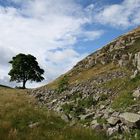 Baum am Hadrianswall