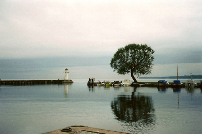 Baum am Hafen