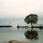 Baum am Hafen